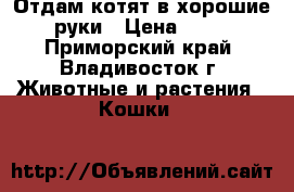 Отдам котят в хорошие руки › Цена ­ 66 - Приморский край, Владивосток г. Животные и растения » Кошки   